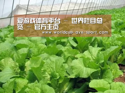 种植基地一